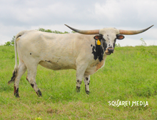 G&A Fully Loaded Baby