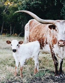 HL Fully Loaded x CR Missed Chance 