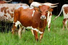 MCC Pretty Little Poison